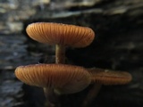 Pholiota granulosa image