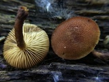 Pholiota granulosa image