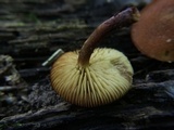 Pholiota granulosa image