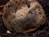Phylloporus arenicola image