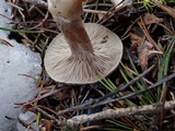 Clitocybe albirhiza image