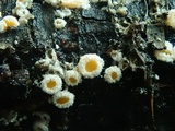Capitotricha bicolor image