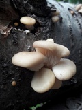 Pleurotus populinus image