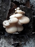 Pleurotus populinus image