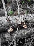 Pleurotus populinus image