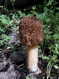 Verpa bohemica image