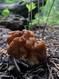 Gyromitra gigas image