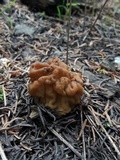Gyromitra gigas image