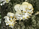 Pleurotus citrinopileatus image