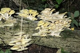 Pleurotus citrinopileatus image