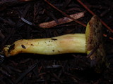 Phylloporus arenicola image