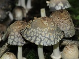 Coprinopsis variegata image