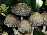 Coprinopsis variegata image