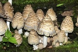 Coprinopsis variegata image