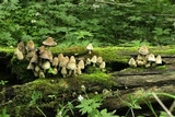 Coprinopsis variegata image