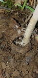 Purpureocillium atypicola image
