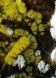 Ceratiomyxa fruticulosa var. fruticulosa image