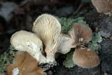 Panus lecomtei image