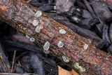 Dacrymyces tortus image