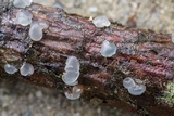 Dacrymyces tortus image