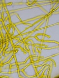 Dacrymyces tortus image