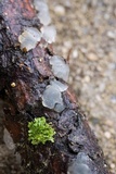 Dacrymyces tortus image
