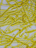 Dacrymyces tortus image