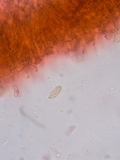 Dacrymyces tortus image