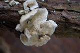 Steccherinum ochraceum image