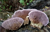 Trichaptum laricinum image