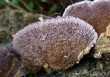 Trichaptum laricinum image