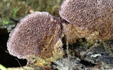 Trichaptum laricinum image