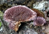 Trichaptum laricinum image