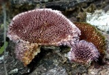 Trichaptum laricinum image