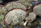 Trichaptum laricinum image