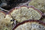 Trichaptum laricinum image