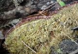 Trichaptum laricinum image