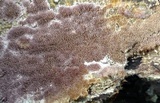 Trichaptum laricinum image