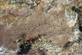 Trichaptum laricinum image