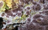Trichaptum laricinum image
