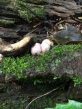 Phallogaster saccatus image