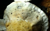 Mycorrhaphium adustum image