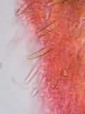 Steccherinum ochraceum image
