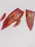 Steccherinum ochraceum image