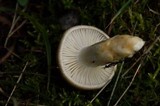 Hygrophorus agathosmus image