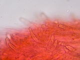 Steccherinum ochraceum image