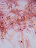 Steccherinum ochraceum image