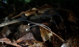 Mycena chloroxantha image