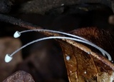 Mycena chloroxantha image