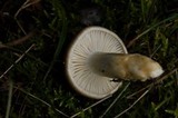 Hygrophorus agathosmus image
